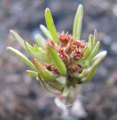 Gnaphalium pauciflorum