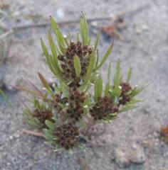 Gnaphalium pauciflorum