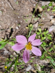 Cosmos pringlei