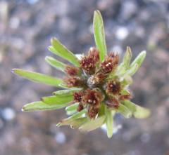 Gnaphalium pauciflorum