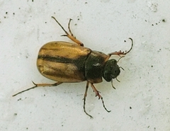 Phyllophaga bruneri