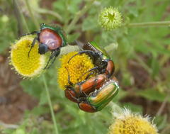 Leucocelis haemorrhoidalis