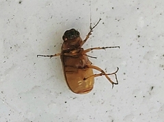 Phyllophaga bruneri