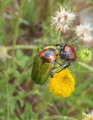 Leucocelis haemorrhoidalis