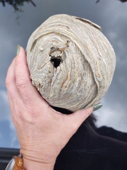 Dolichovespula media