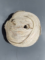 Dolichovespula media