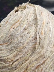 Dolichovespula media