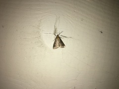 Evergestis aenealis