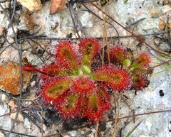 Drosera esterhuyseniae