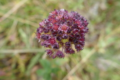 Hylotelephium anacampseros