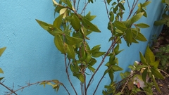 Clinopodium macrostemum