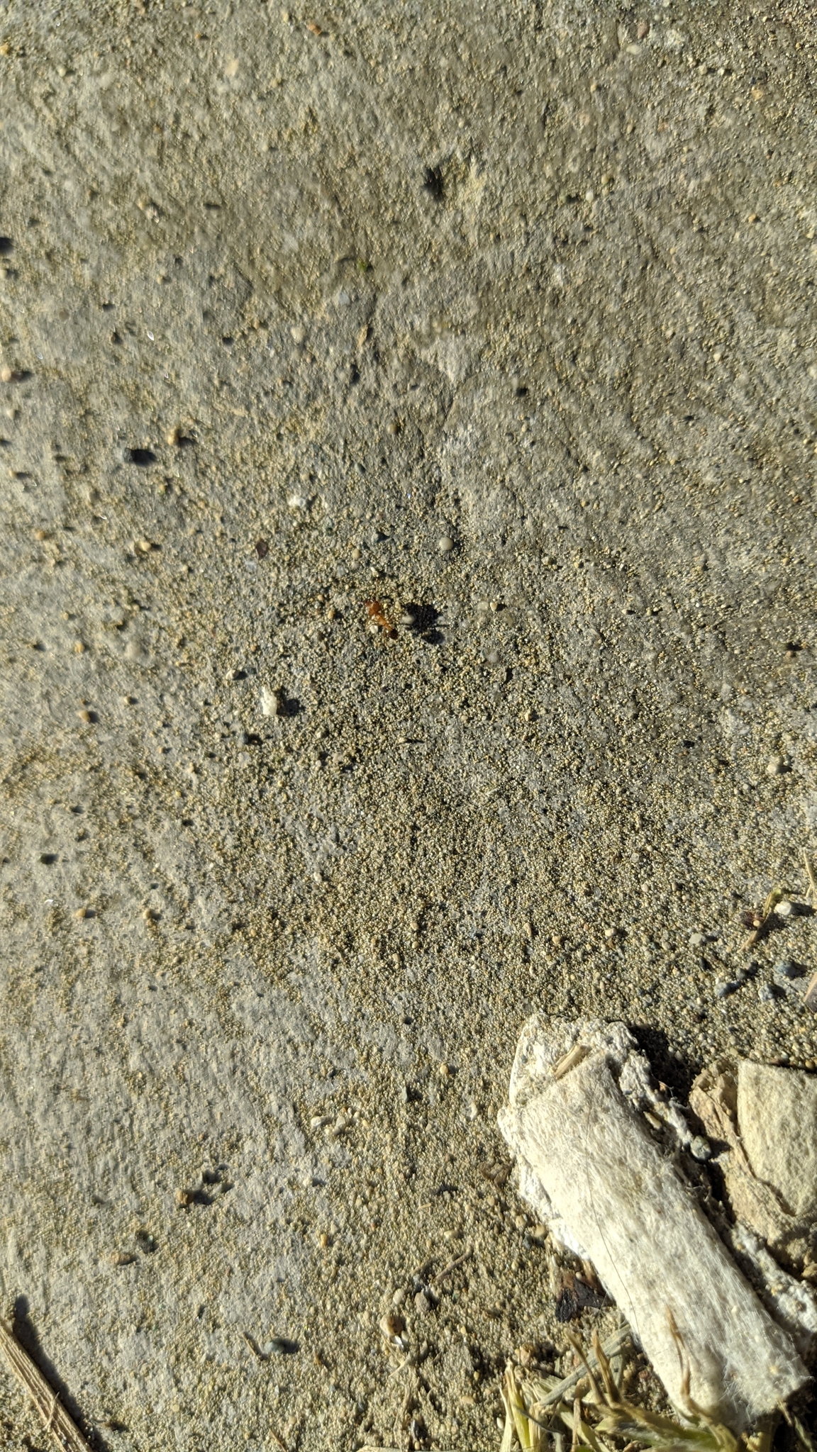 Pheidole koshewnikovi