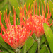 Leucospermum gerrardii - Photo (c) Robert Archer, algunos derechos reservados (CC BY-NC), subido por Robert Archer