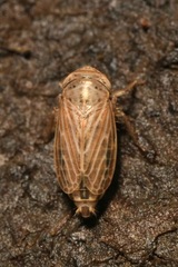Streptanus aemulans