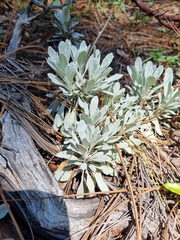 Packera candidissima