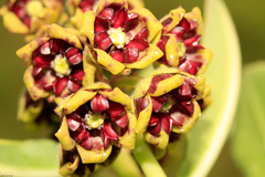Pachycarpus galpinii