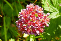Hylotelephium anacampseros