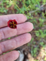 Potentilla thurberi
