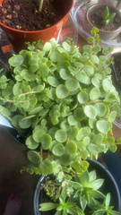 Peperomia prostrata