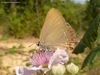 False Ilex Hairstreak - Photo (c) Urs Taeger, some rights reserved (CC BY-NC-ND), uploaded by Urs Taeger