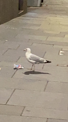 Larus argentatus