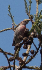 Haemorhous mexicanus