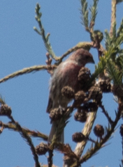 Haemorhous mexicanus