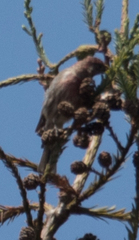 Haemorhous mexicanus