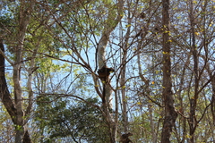 Eulemur rufifrons