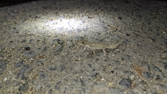 Mediodactylus orientalis