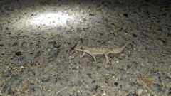 Mediodactylus orientalis