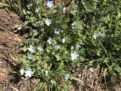 Nemophila menziesii integrifolia