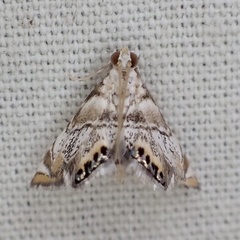 Eoparargyractis irroratalis