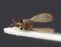 Aulacigaster leucopeza