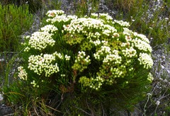 Brunia paleacea