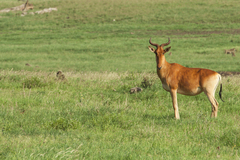 Alcelaphus buselaphus cokii