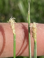 Eleocharis compressa