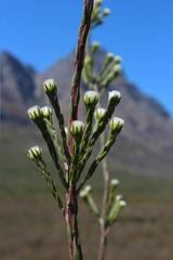 Leucadendron corymbosum