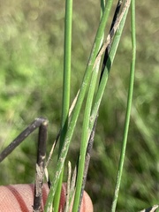 Eleocharis compressa