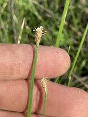 Eleocharis compressa
