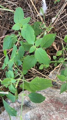 Dicliptera brachiata