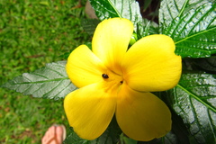 Pterocolus