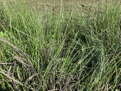 Eleocharis compressa