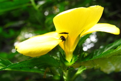 Pterocolus