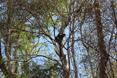 Eulemur rufifrons