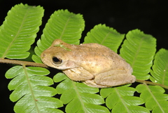 Ptychohyla hypomykter