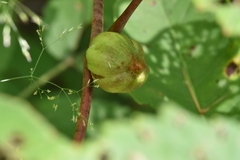 Ampelomyia vitispomum