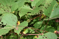 Ampelomyia vitispomum