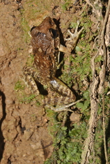 Craugastor laevissimus