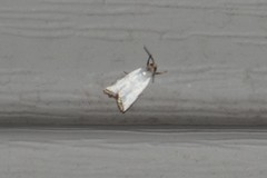 Argyria gonogramma